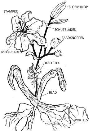 kenmerken hemerocallis